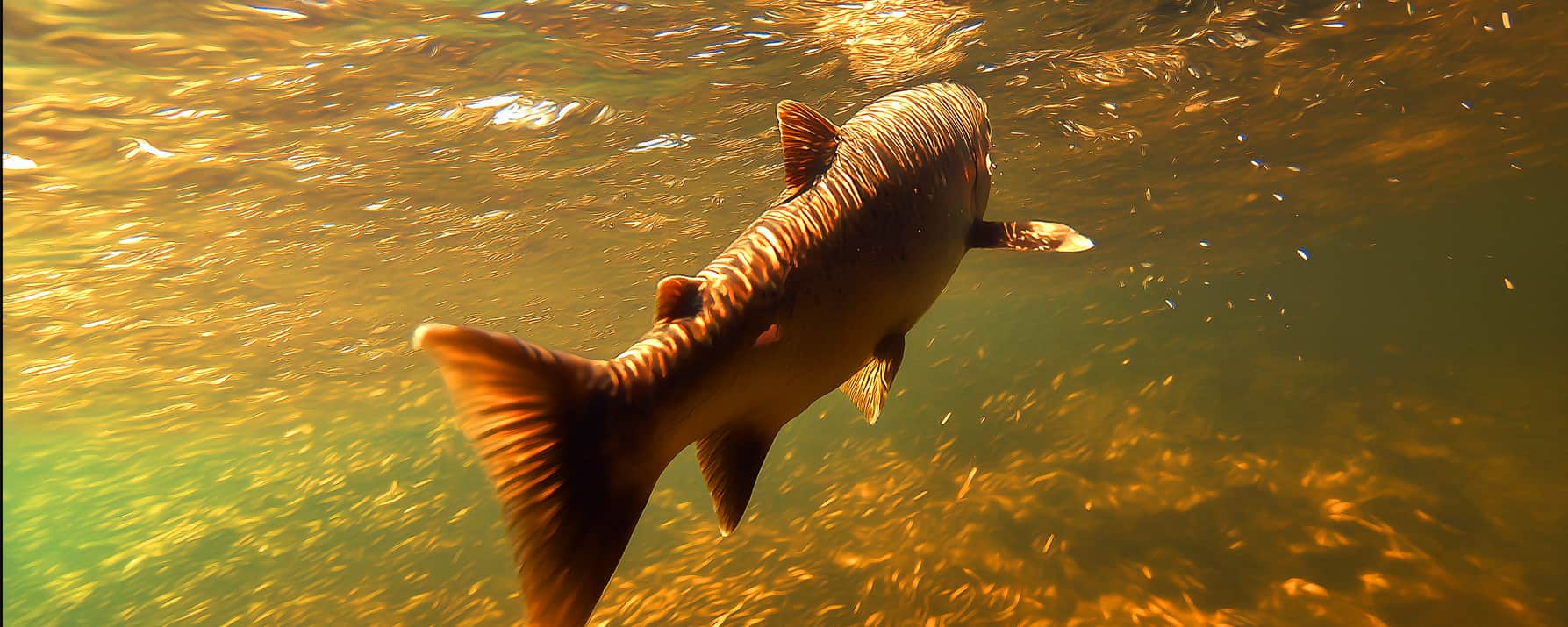 Baked salmon guide poster