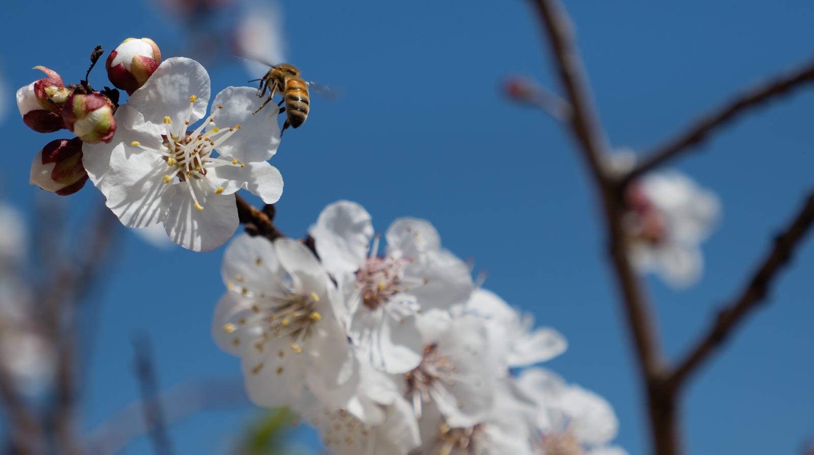4 Small Toaster Oven Recipes for Spring Baking Magic
